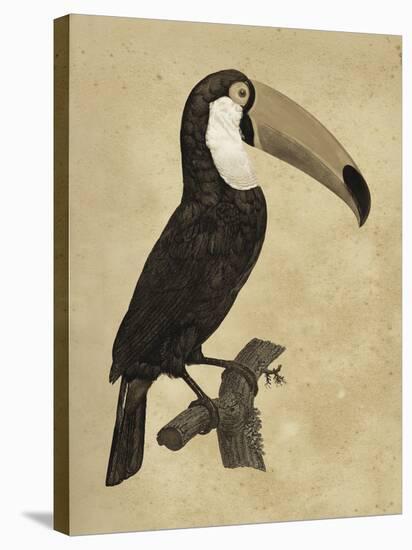 The Vintage Toucan I-Maria Mendez-Stretched Canvas