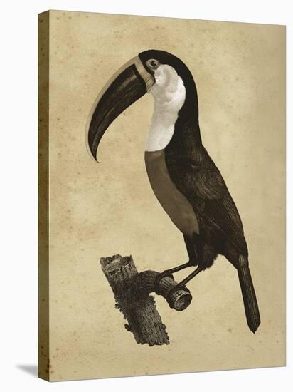 The Vintage Toucan II-Maria Mendez-Stretched Canvas