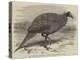 The Vulturine Guinea-Fowl in the Zoological Society's Gardens-Thomas W. Wood-Premier Image Canvas