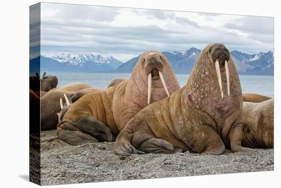 The Walrus is a Marine Mammal, the Only Modern Species of the Walrus Family, Traditionally Attribut-Mikhail Cheremkin-Premier Image Canvas