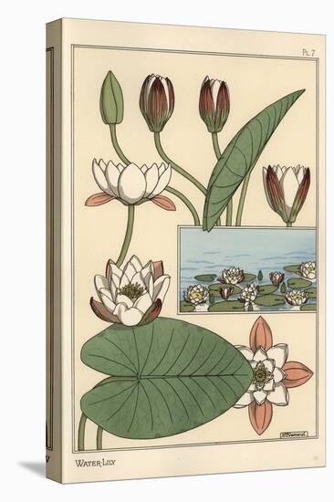 The Water Lily, Nelumbo Lutea, and Flower Parts, 1897 (Lithograph)-Eugene Grasset-Premier Image Canvas