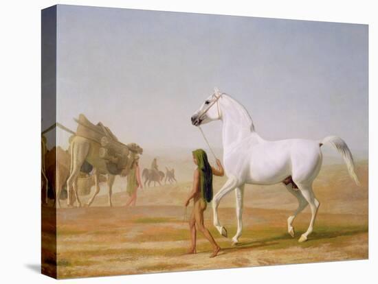 The Wellesley Grey Arabian Led Through the Desert, c.1810-Jacques-Laurent Agasse-Premier Image Canvas