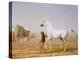 The Wellesley Grey Arabian Led Through the Desert, c.1810-Jacques-Laurent Agasse-Premier Image Canvas