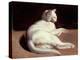 The White Cat, C.1817-18 (Oil on Canvas)-Theodore Gericault-Premier Image Canvas