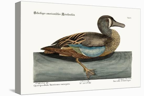 The White-Face Teal, 1749-73-Mark Catesby-Premier Image Canvas