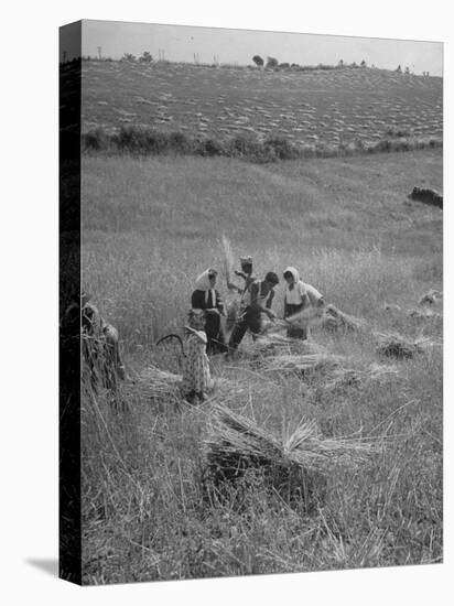 The Whole Family of Farmers Harvesting Wheat in Field-Dmitri Kessel-Premier Image Canvas