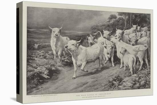 The Wild Cattle of Chillingham-Basil Bradley-Premier Image Canvas