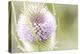 The Wild Teasel, Dipsacus Fullonum, a Special Plant in the Garden-Petra Daisenberger-Premier Image Canvas