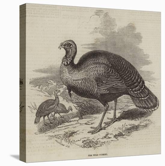 The Wild Turkey-null-Premier Image Canvas