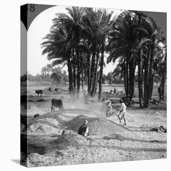 The Winnowing of the Grain after Threshing, Egypt, 1905-Underwood & Underwood-Premier Image Canvas