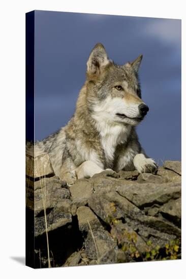 The Wolf King-Susann Parker-Premier Image Canvas
