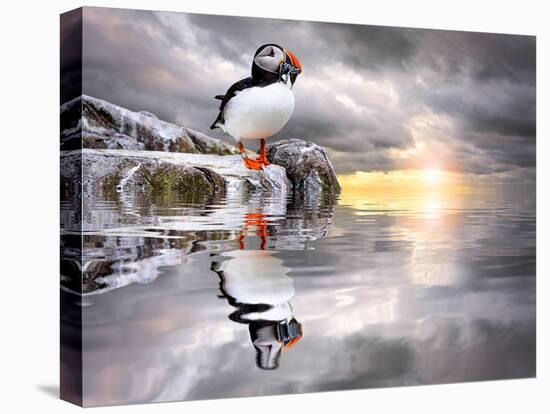 The Wonderfully Funny Puffin with a Calm Reflecting Landscape-Stephen Tucker-Premier Image Canvas