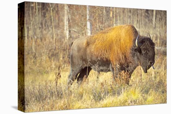 The Wood Bison-Richard Wright-Premier Image Canvas
