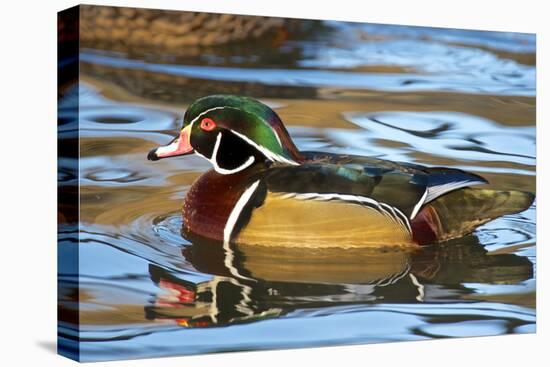 The Wood Duck or Carolina Duck (Aix Sponsa) Swimming-Richard Wright-Premier Image Canvas