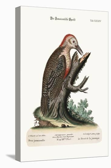 The Wood-Pecker of Jamaica, 1749-73-George Edwards-Premier Image Canvas