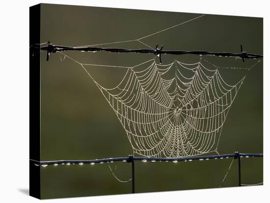 The Work of a Spider is Highlighted by the Morning Sun-null-Premier Image Canvas
