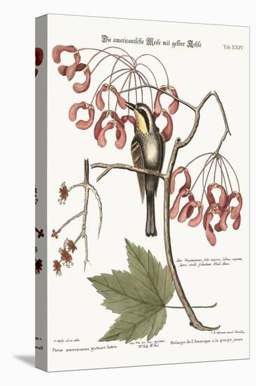 The Yellow-Throated Creeper, 1749-73-Mark Catesby-Premier Image Canvas