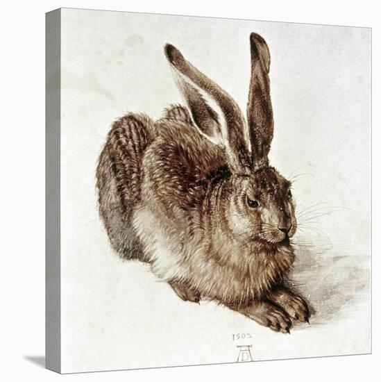 The Young Hare-Albrecht Dürer-Premier Image Canvas