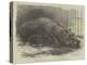 The Young Hippopotamus and Dam, at the Zoological Society's Garden-null-Premier Image Canvas