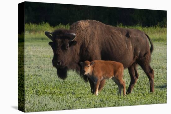 Theodore Roosevelt National Park, American Bison and Calf-Judith Zimmerman-Premier Image Canvas