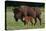 Theodore Roosevelt National Park, American Bison and Calf-Judith Zimmerman-Premier Image Canvas