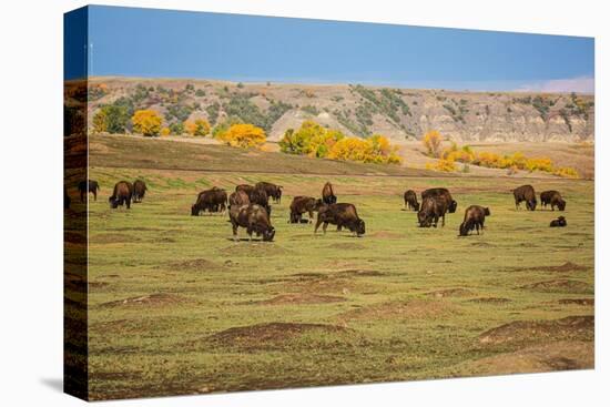 Theodore Roosevelt National Park, North Dakota, USA. American Bison calves.-Jolly Sienda-Premier Image Canvas