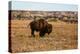 Theodore Roosevelt National Park, North Dakota, USA. Badlands bison.-Jolly Sienda-Premier Image Canvas