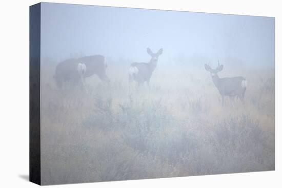 Theodore Roosevelt National Park-Gordon Semmens-Premier Image Canvas