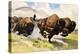 These Buffalo are Bison, 1962-G. W Backhouse-Premier Image Canvas