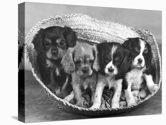 These Four Cavalier King Charles Spaniel Puppies Sit Quietly in the Basket-Thomas Fall-Premier Image Canvas