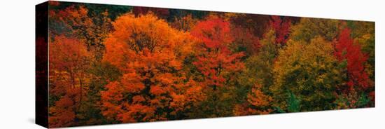 These Shows the Autumn Colors on the Foliage of the Trees-null-Stretched Canvas