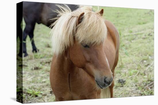 These small horses are the size of ponies, live long lives and are a hardy breed.-Mallorie Ostrowitz-Premier Image Canvas