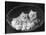 These Three Adorable Chinchilla Kittens Sit Together in an Up- Turned Basket-null-Premier Image Canvas