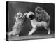 These Two Kittens Have Fun with a Toy Dog-Thomas Fall-Premier Image Canvas