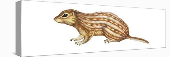 Thirteen-Lined Ground Squirrel (Citellus Tridecemlineatus), Mammals-Encyclopaedia Britannica-Stretched Canvas