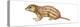 Thirteen-Lined Ground Squirrel (Citellus Tridecemlineatus), Mammals-Encyclopaedia Britannica-Stretched Canvas