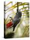 This African Grey Parrot is known as the Papa Gaio Do Principé-Camilla Watson-Premier Image Canvas