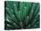 This Queen Victoria agave plant-Mallorie Ostrowitz-Premier Image Canvas