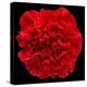 This Red Carnation-Steve Gadomski-Premier Image Canvas