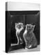 This Small Grey and White Kitten Stares up at the Ceiling While Sitting Next to a Large Mirror-Thomas Fall-Premier Image Canvas