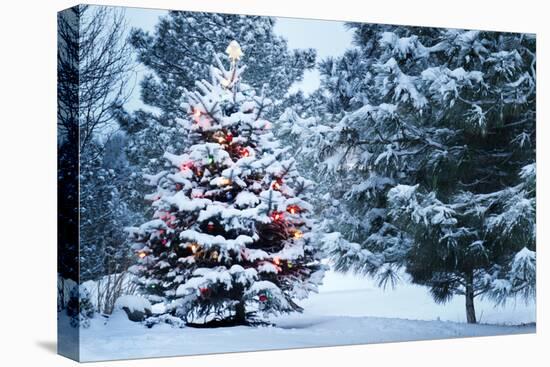 This Snow Covered Christmas Tree Stands out Brightly against the Dark Blue Tones of this Snow Cover-Ricardo Reitmeyer-Premier Image Canvas