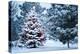 This Snow Covered Christmas Tree Stands out Brightly against the Dark Blue Tones of this Snow Cover-Ricardo Reitmeyer-Premier Image Canvas