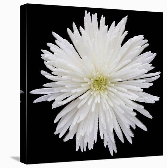 This White Chrysanthemum-Steve Gadomski-Premier Image Canvas
