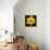 This Yellow Daffodil-Steve Gadomski-Premier Image Canvas displayed on a wall