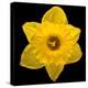 This Yellow Daffodil-Steve Gadomski-Premier Image Canvas
