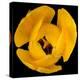 This Yellow Tulip-Steve Gadomski-Premier Image Canvas