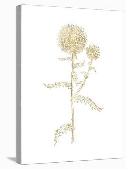 Thistle 2 Golden White-Amy Brinkman-Stretched Canvas