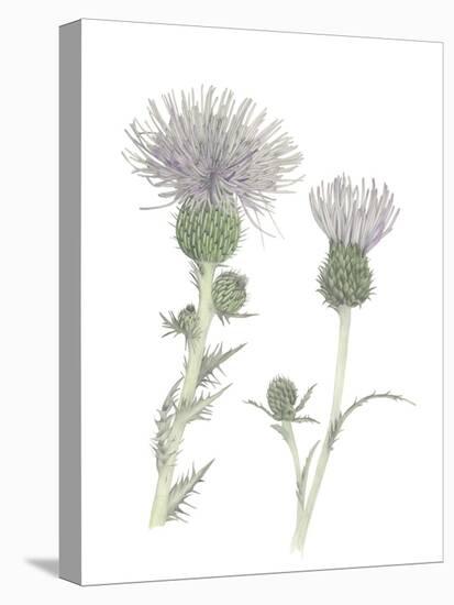 Thistle-Stacy Hsu-Stretched Canvas