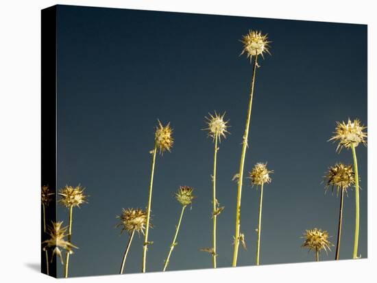 Thistles, Big Sur, California, Usa-Paul Colangelo-Premier Image Canvas