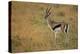 Thompson's Gazelle-Joe McDonald-Premier Image Canvas